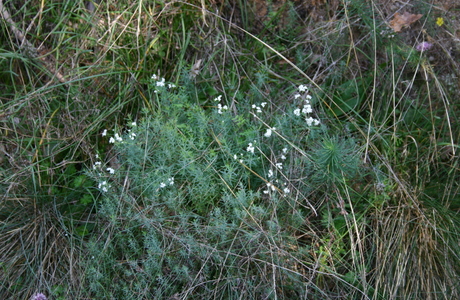Vulkan-Labkraut (Galium eruptivum) - © Emanuel Trummer